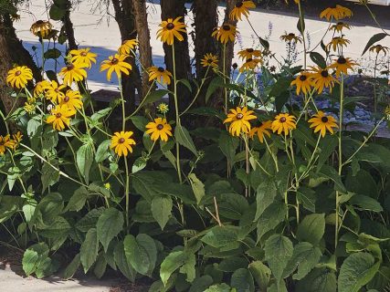 Native plants, plantings, flowers, trees, shrubs, Colorado Springs landscaper Sundown Landscaping