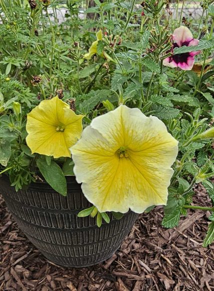 Sundown Landscaping, Explosion of color with plantings, shrubs, flowers, trees and native plants