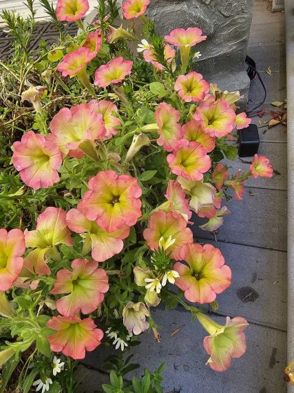 Sundown Landscaping, Explosion of color with plantings, shrubs, flowers, trees and native plants