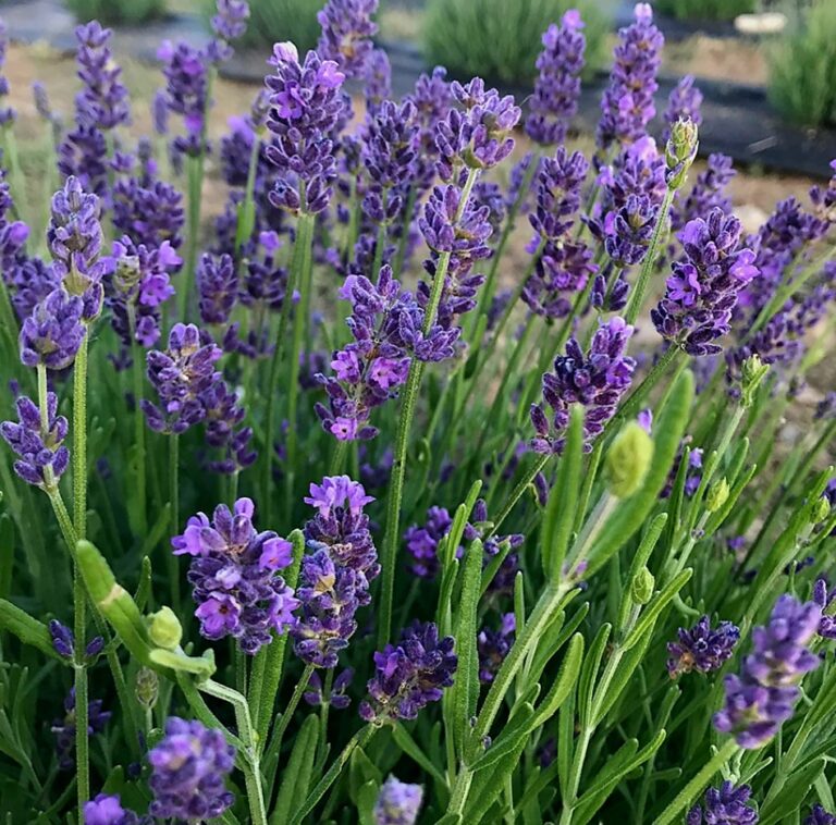 Screenshot_20241218_102219_Google