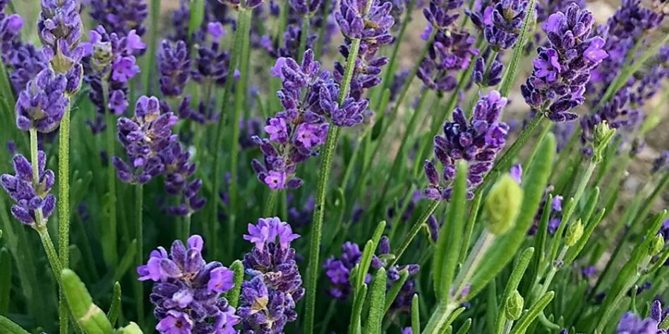 Screenshot_20241218_102219_Google