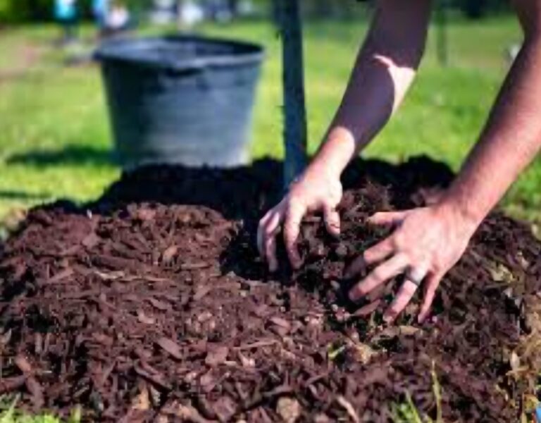 Screenshot_20241219_090343_Google