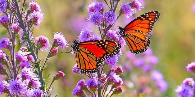 Screenshot_20250206_104005_Google