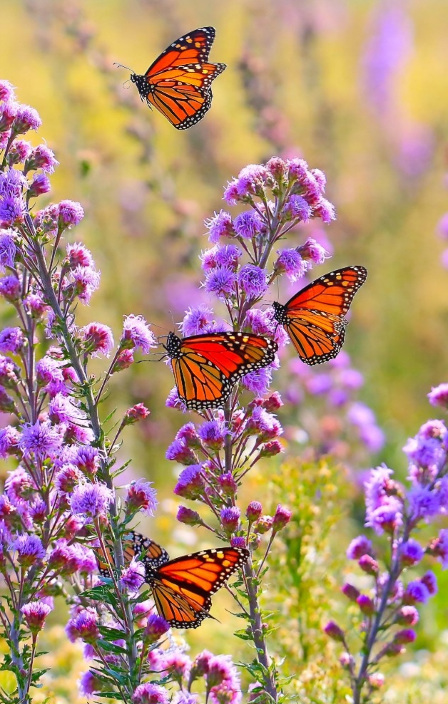 Screenshot_20250206_104005_Google